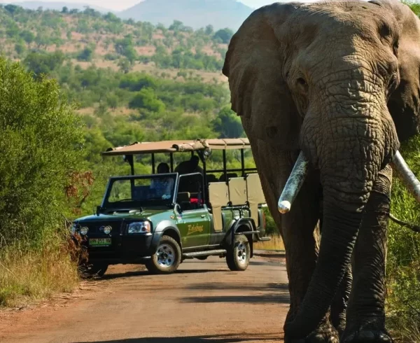 Bakubung-Bush-Lodge-Pilanesberg-Game-Reserve-7-990×490
